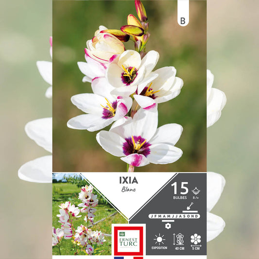 IXIA BLANC 