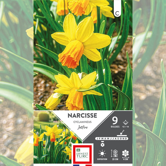 NARCISSE CYCLAMINEUS JET FIRE 
