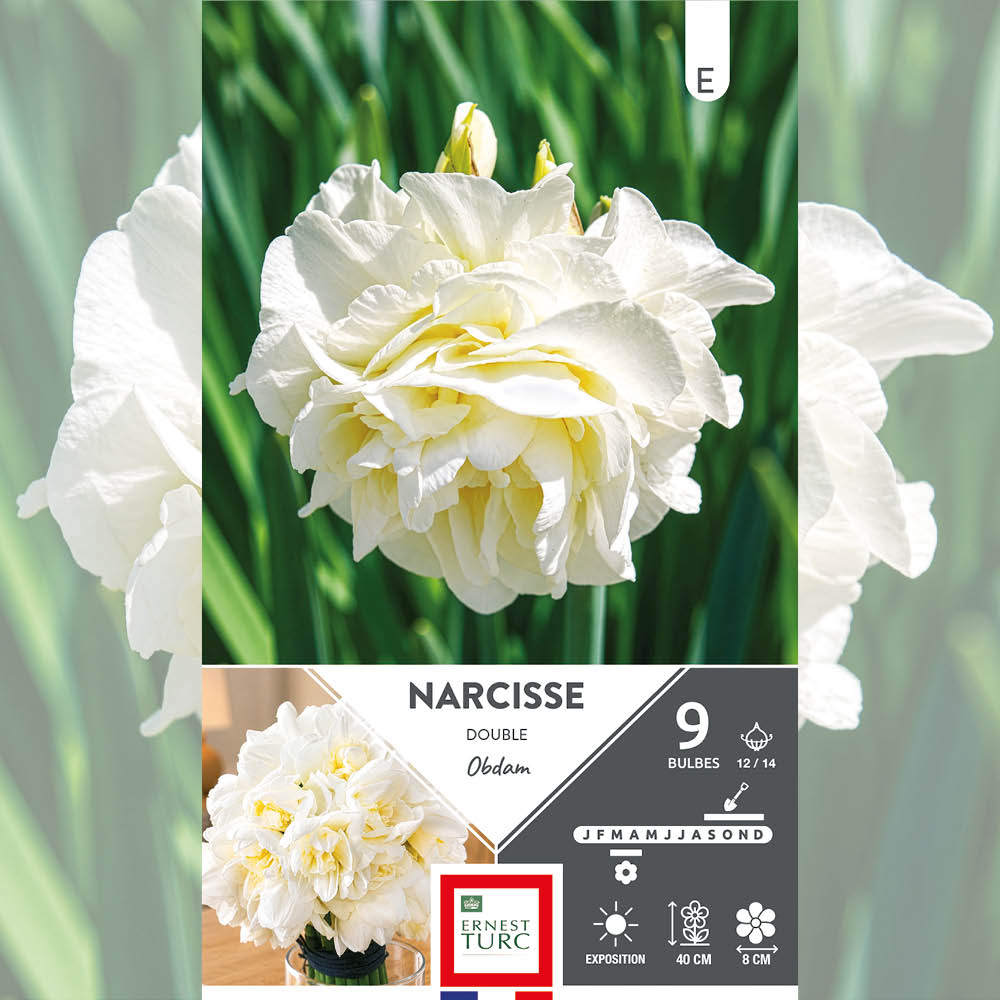 NARCISSE DOUBLE OBDAM 