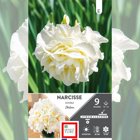 NARCISSE DOUBLE OBDAM 