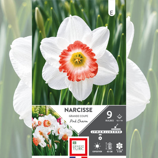 NARCISSE GRANDE COUPE PINK CHARM 