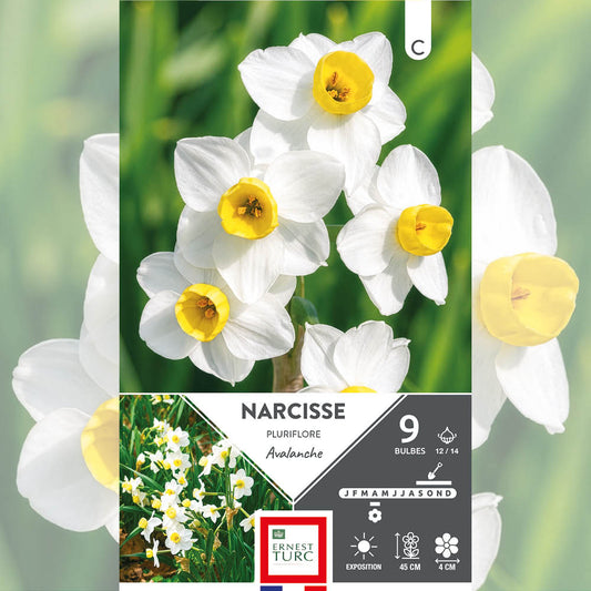 NARCISSE PLURIFLORE AVALANCHE 