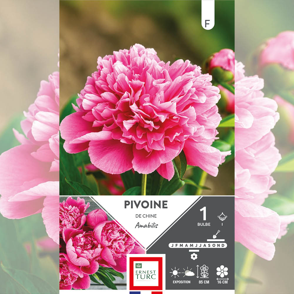 PIVOINE AMABILIS 