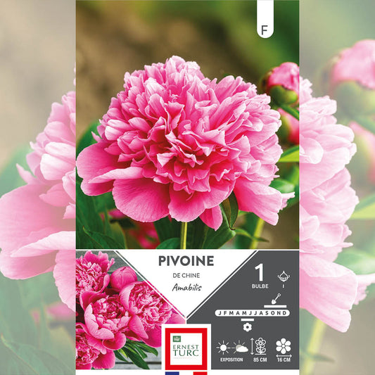 PIVOINE AMABILIS 
