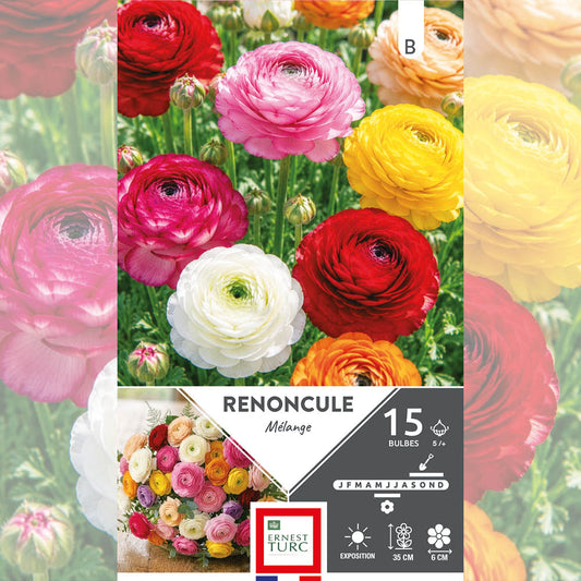RENONCULE EN MÉLANGE 