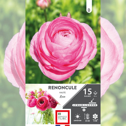 RENONCULE ROSE 