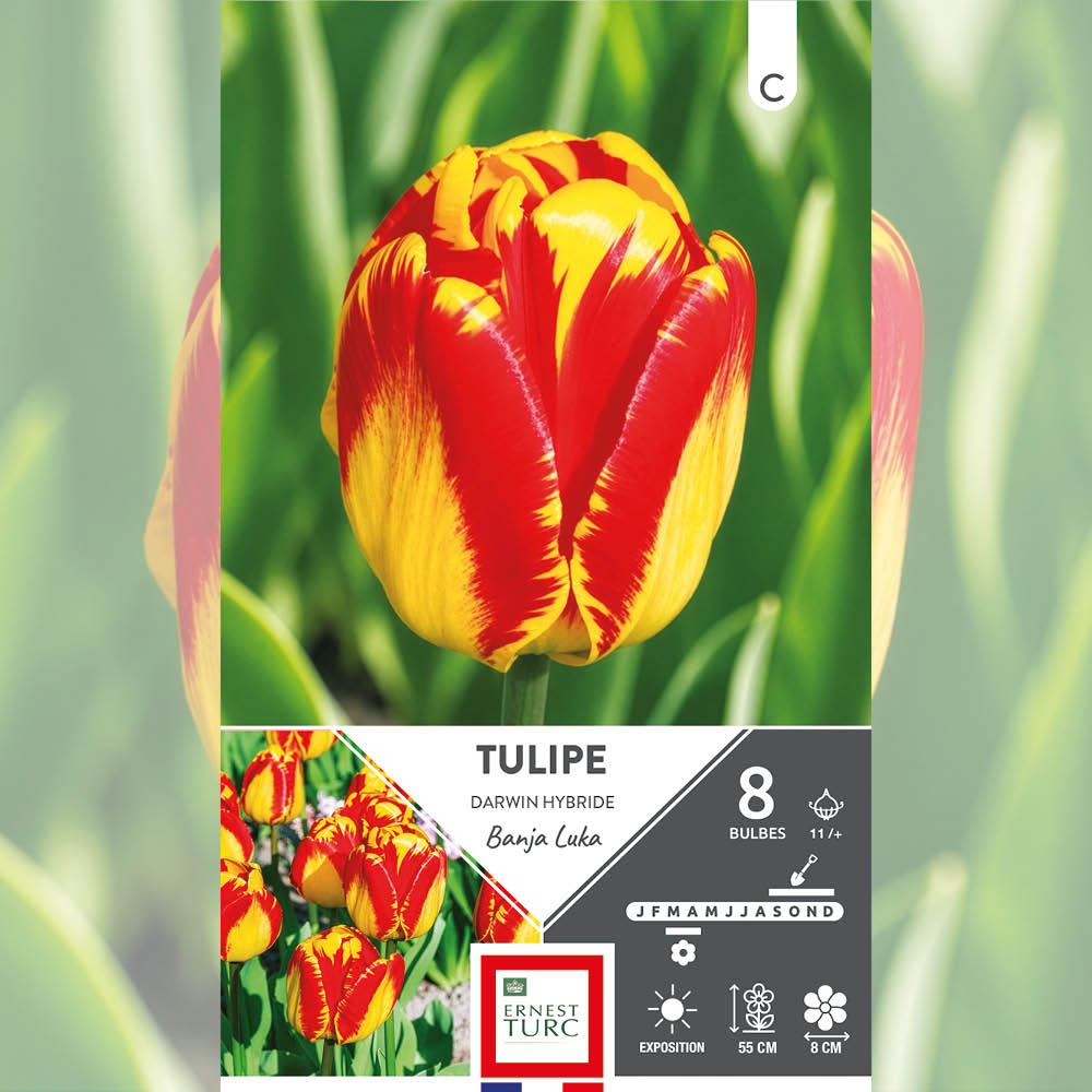 TULIPE DARWIN HYBRIDE BANJA LUKA 