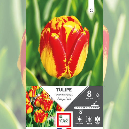 TULIPE DARWIN HYBRIDE BANJA LUKA 