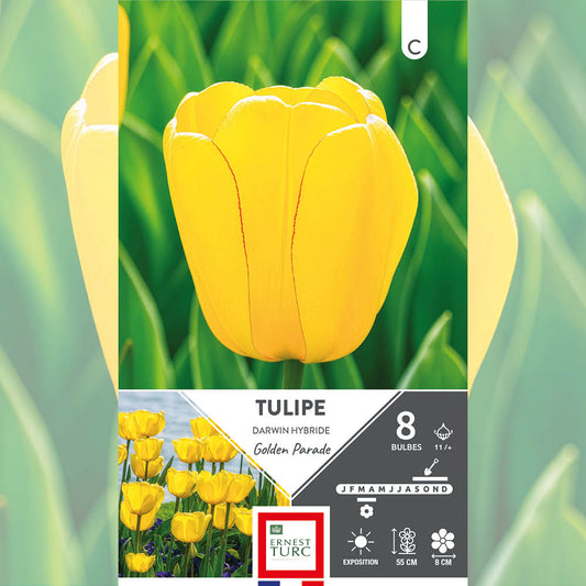 TULIPE DARWIN HYBRIDE GOLDEN PARADE 