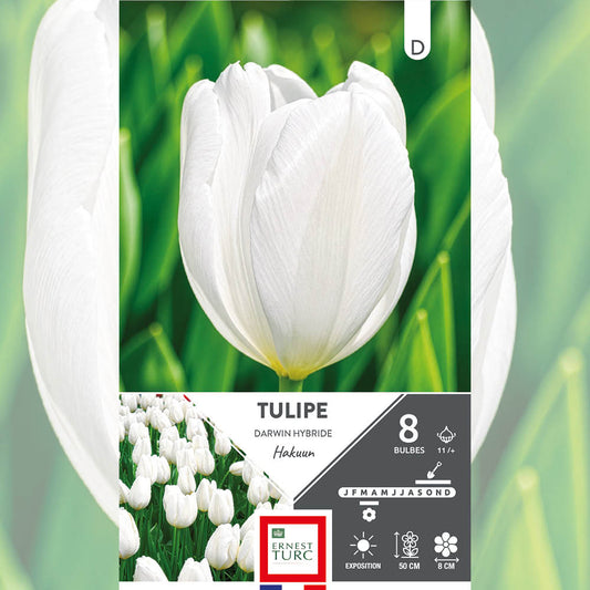 TULIPE DARWIN HYBRIDE HAKUUN 