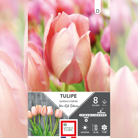 TULIPE DARWIN HYBRIDE SALMON VAN EIJK 