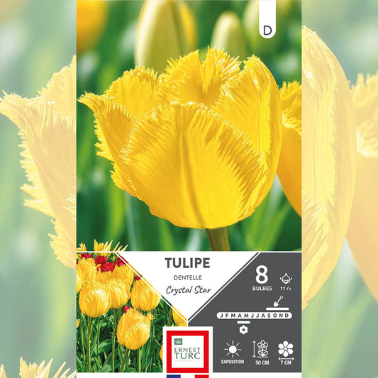 TULIPE DENTELLE CRYSTAL STAR 