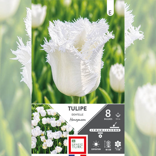 TULIPE DENTELLE HONEYMOON 