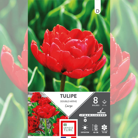 TULIPE DOUBLE HÂTIVE LARGO 