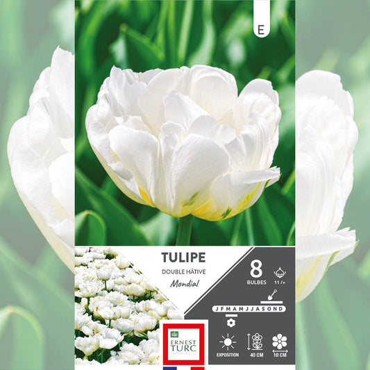 TULIPE DOUBLE HÂTIVE MONDIAL 