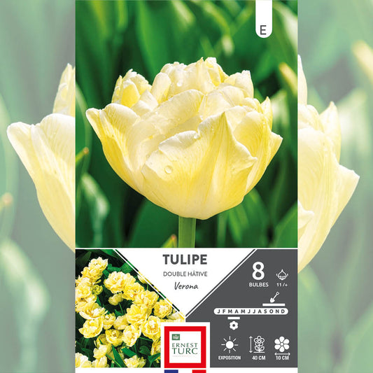 TULIPE DOUBLE HÂTIVE VERONA 
