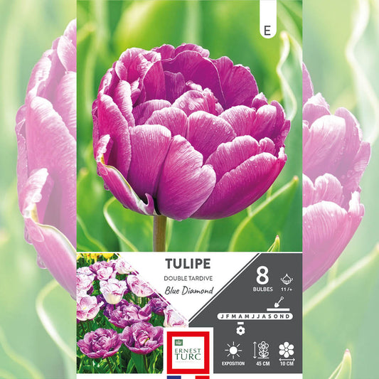 TULIPE DOUBLE TARDIVE BLUE DIAMOND 