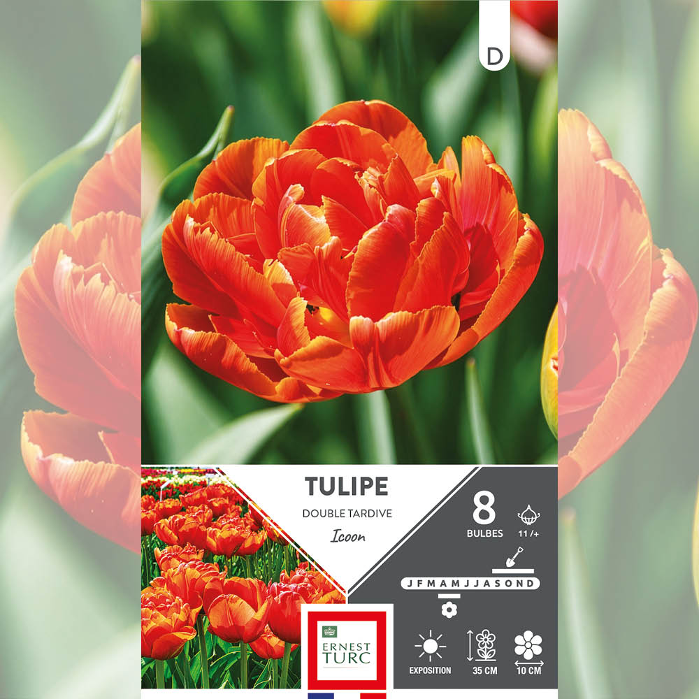 TULIPE DOUBLE TARDIVE ICOON 