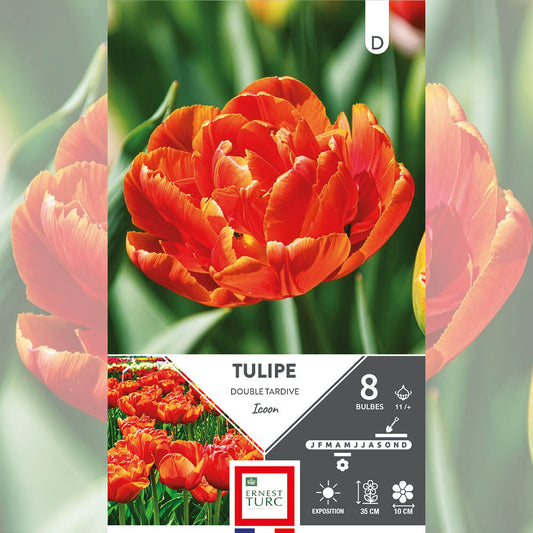 TULIPE DOUBLE TARDIVE ICOON 