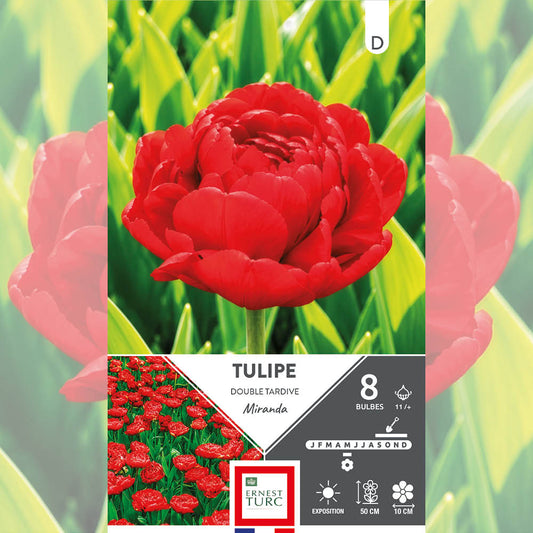 TULIPE DOUBLE TARDIVE MIRANDA 
