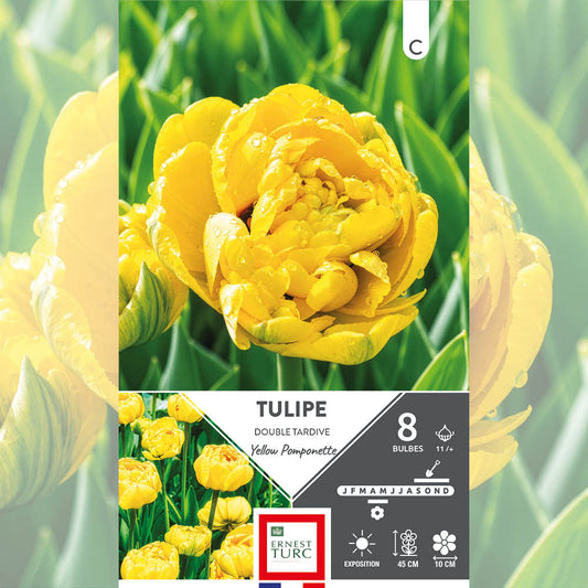 TULIPE DOUBLE TARDIVE YELLOW POMPONETTE 
