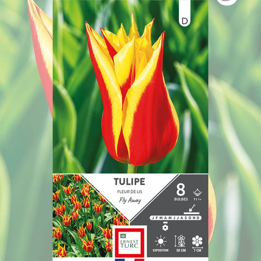 TULIPE FLEUR DE LIS FLY AWAY 