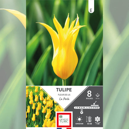 TULIPE FLEUR DE LIS LA PERLA 