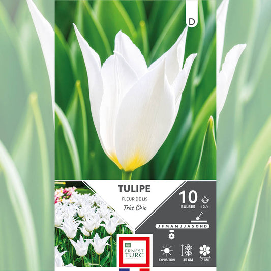 TULIPE FLEUR DE LIS TRES CHIC 
