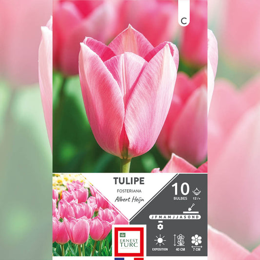 TULIPE FOSTERIANA ALBERT HEIJN 