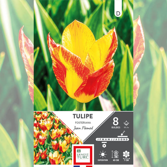 TULIPE FOSTERIANA JUAN FLAMED 