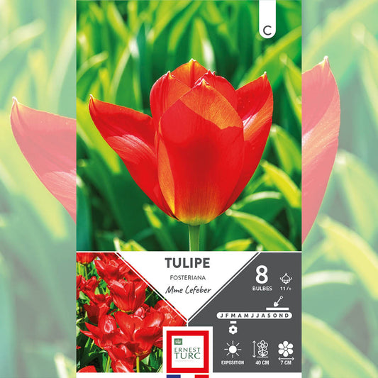 TULIPE FOSTERIANA MME LEFEBER 