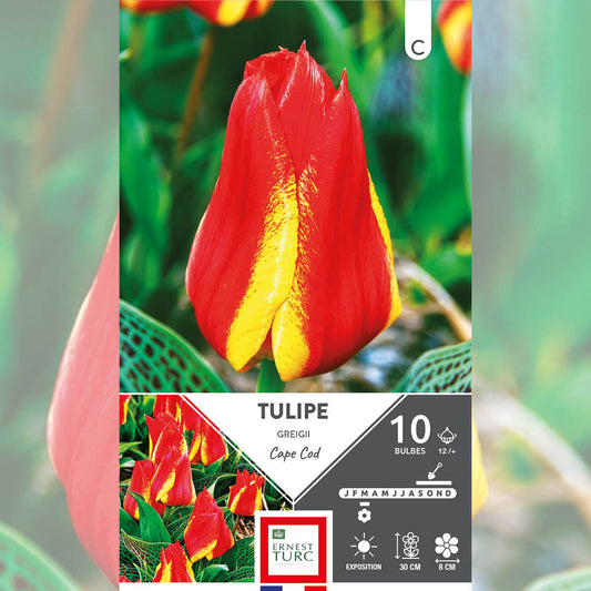 TULIPE GREIGII CAPE COD 