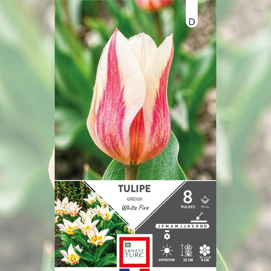 TULIPE GREIGII WHITE FIRE 