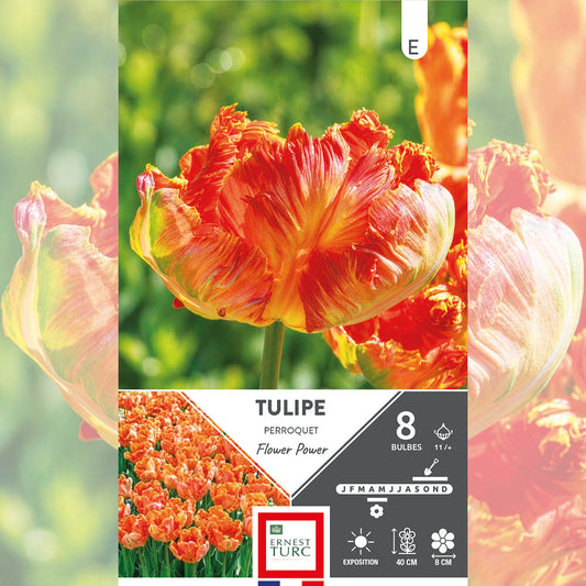 TULIPE PERROQUET FLOWER POWER 