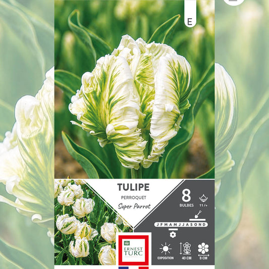 TULIPE PERROQUET SUPER PARROT 