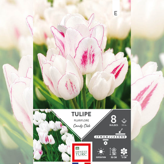 TULIPE PLURIFLORE CANDY CLUB 