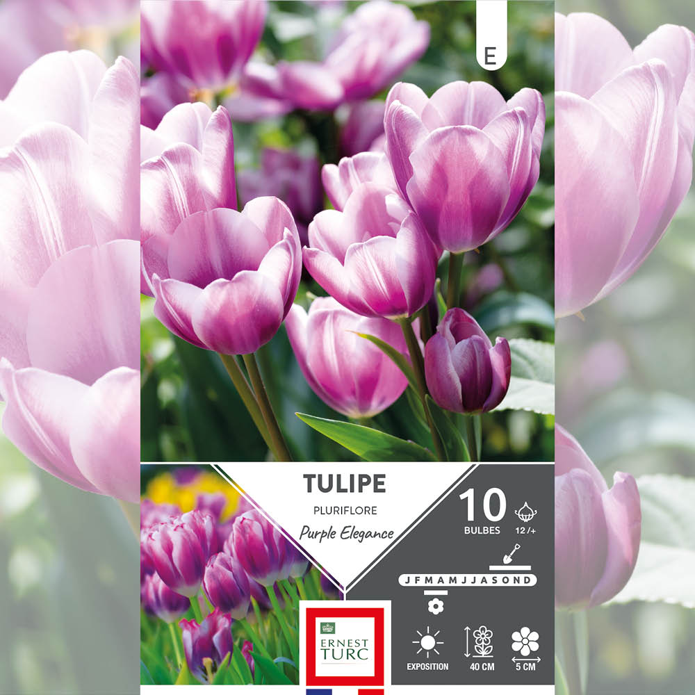 TULIPE PLURIFLORE PURPLE ELEGANCE 