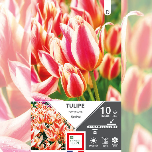 TULIPE PLURIFLORE QUEBEC 