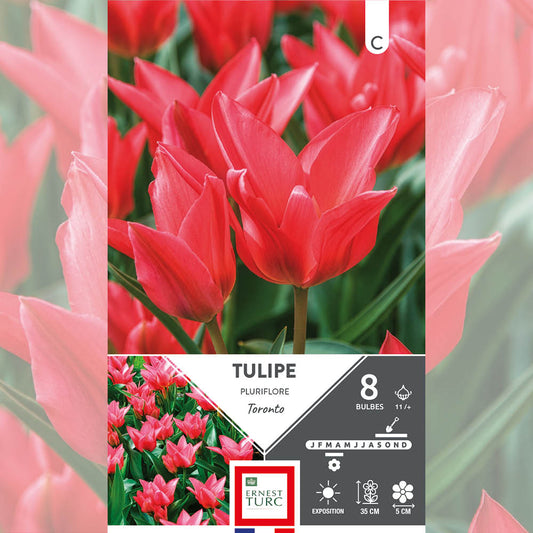 TULIPE PLURIFLORE TORONTO 