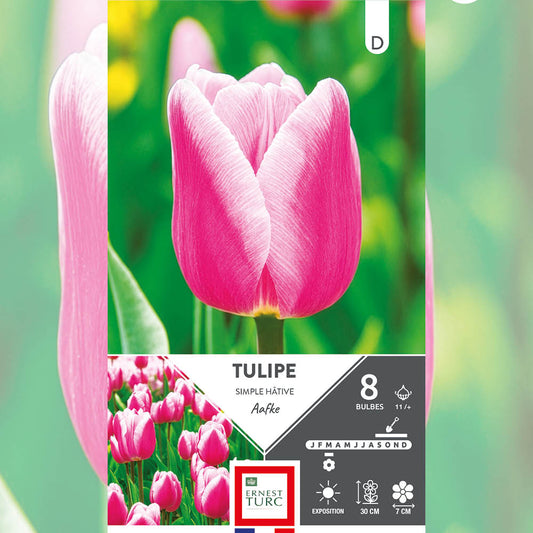 TULIPE SIMPLE HÂTIVE AAFKE 