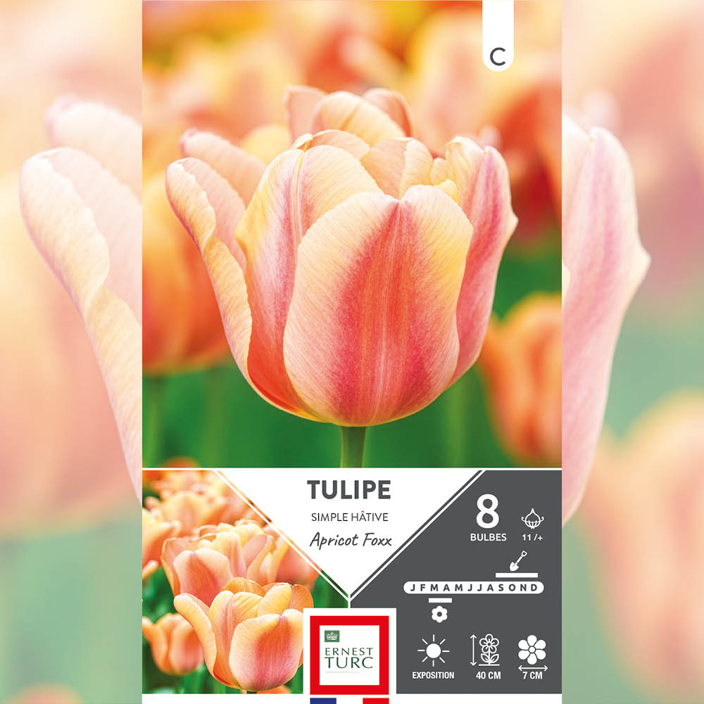 TULIPE SIMPLE HÂTIVE APRICOT FOXX 