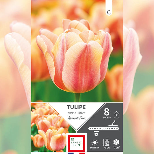 TULIPE SIMPLE HÂTIVE APRICOT FOXX 