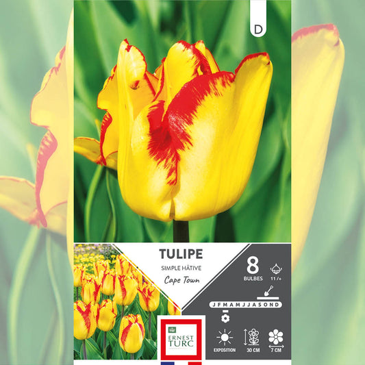 TULIPE SIMPLE HÂTIVE CAPE TOWN 