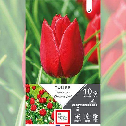TULIPE SIMPLE HÂTIVE CHRISTMAS CAROL 
