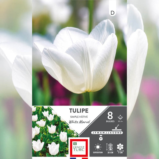 TULIPE SIMPLE HÂTIVE WHITE MARVEL 