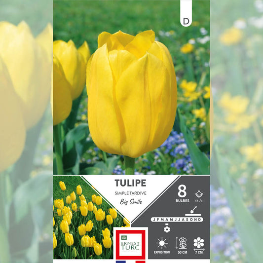 TULIPE SIMPLE TARDIVE BIG SMILE 