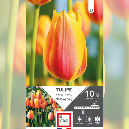TULIPE SIMPLE TARDIVE BLUSHING LADY 