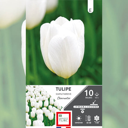 TULIPE SIMPLE TARDIVE CLEARWATER 