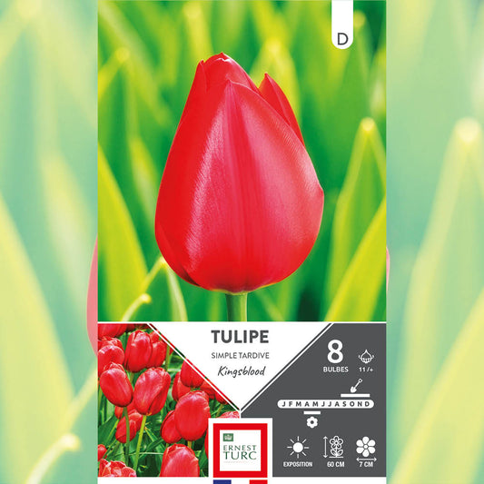 TULIPE SIMPLE TARDIVE KINGSBLOOD 