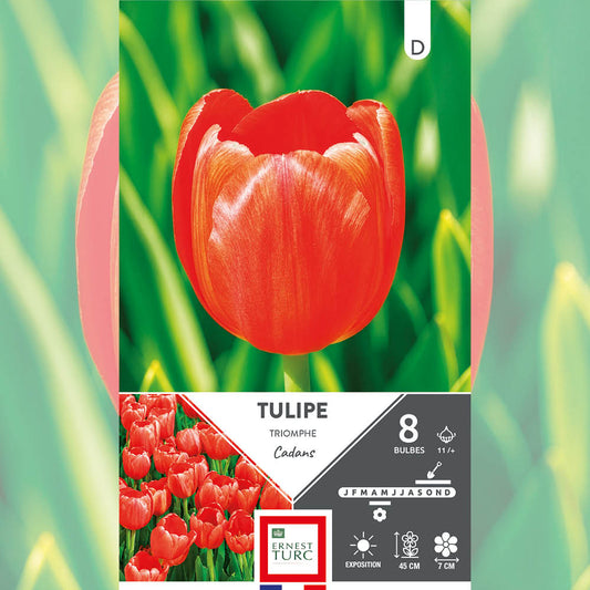 TULIPE TRIOMPHE CADANS 